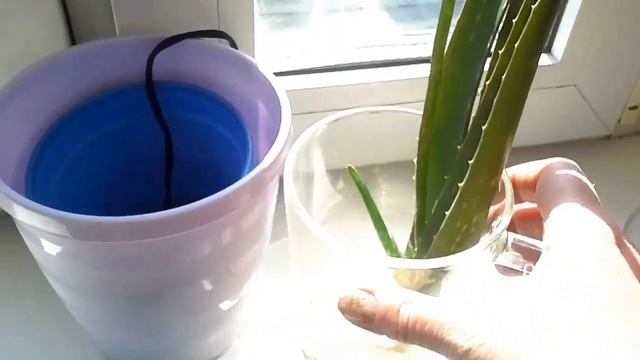 История про "КАКТУС" который не кактус Алоэ ФИТИЛЬНЫЙ ПОЛИВ смотреть онлайн