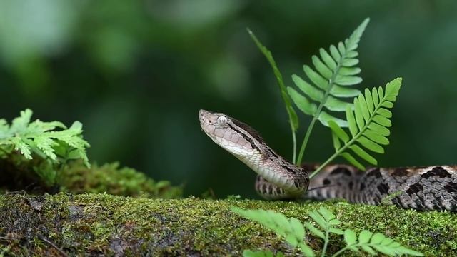 Nikon D850 Costa Rica Wildlife Photography Adventure Day Two - Macro Photography - Nikon 500MM F4 смотреть онлайн
