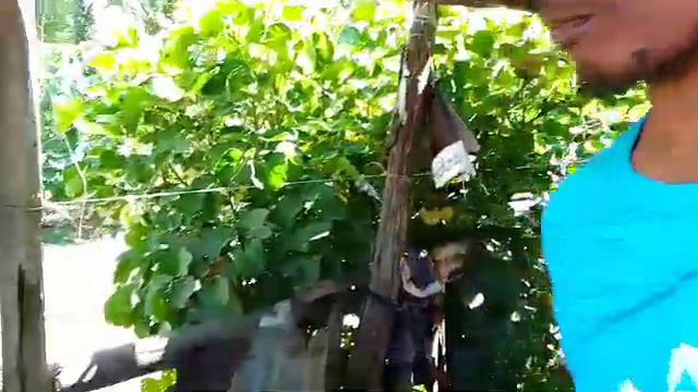 NAG LUTO AKO NG ADOBONG KUMBOTAN PARA SA TRIO смотреть онлайн