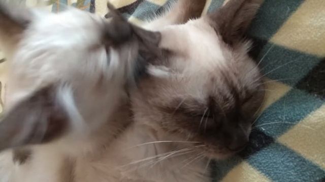 Как чистить уши котенком? смотреть онлайн