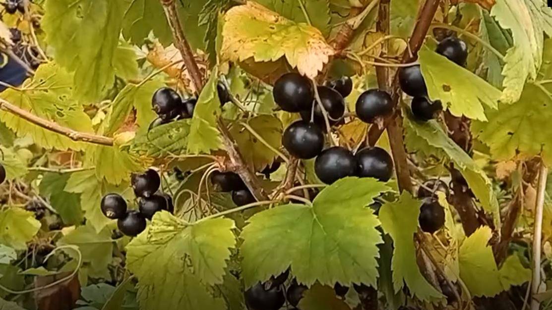 Черная смородина, протертая с сахаром на зиму смотреть онлайн