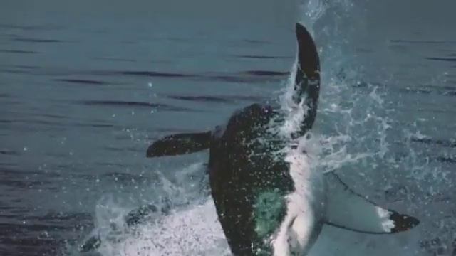Great white shark Большая белая акула смотреть онлайн