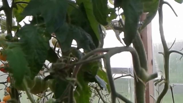 Томат МАМОНТ НЕМЕЦКИЙ ЗОЛОТОЙ.Ярославская область. смотреть онлайн