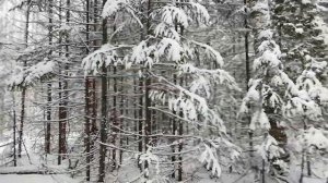 Один в тайге. На промысле с собаками