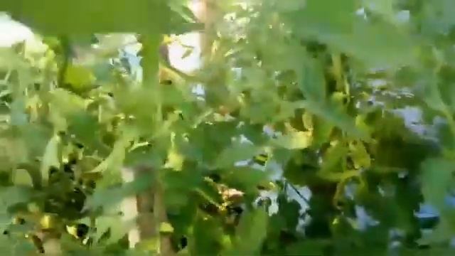 Мотивация На Работу?Лёгкий Вкусный Ужин?Обзор Огорода? смотреть онлайн