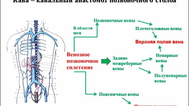 Кава-кавальные и порто-кавальные анастомозы