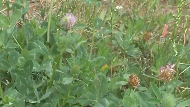 Бабочка - последний привет ушедшего лета... смотреть онлайн