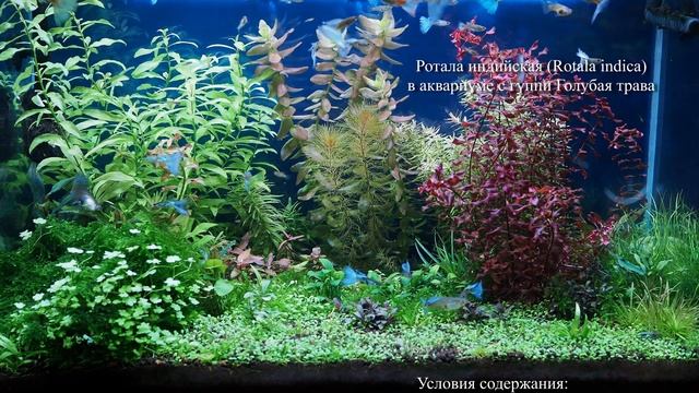 Ротала индийская (Rotala indica) смотреть онлайн