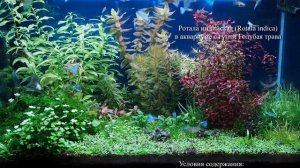 Ротала индийская (Rotala indica)