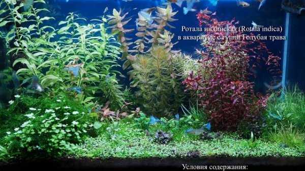 Ротала индийская (Rotala indica)