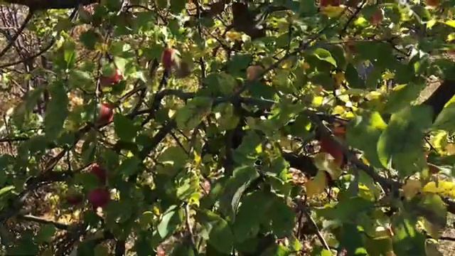 Алекс Брежнев в компании гламурной тёти. Попытка станцевать. Alex Brezhnev. Кляус Нежный