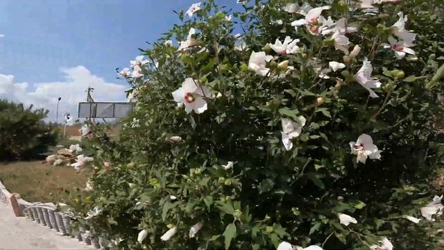 Отель Салют коса Беляус Крым смотреть онлайн