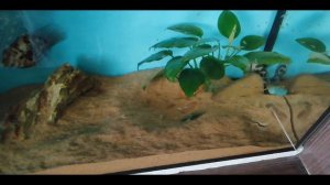 Чем пригрузить растения в аквариуме?