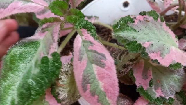 TIPS EPISCIA PICASSO KAMU BERDAUN MENOR DAN CANTIK || EPISCIA IMPORT PICASSO