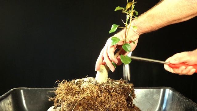 Sea Hibiscus Bonsai Repotted. Hibiscus Tiliaceus. Taiwan Hibiscus смотреть онлайн