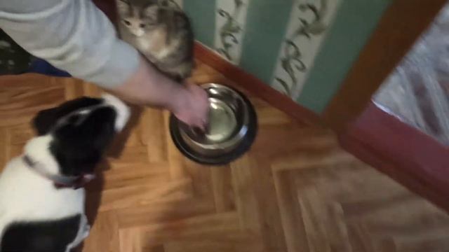 КУПИЛИ ДОМ на юге. ЗАВЕЛИ АЛАБАЯ. Подружатся ли они С КОТЁНКОМ? / Питерцы смотреть онлайн