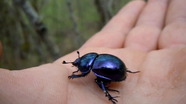 SCARABEO SALTO NEL VUOTO. SCARAB JUMP. смотреть онлайн