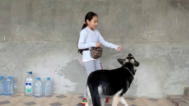 Как научить собаку к команде "сидеть" и" лежать " смотреть онлайн