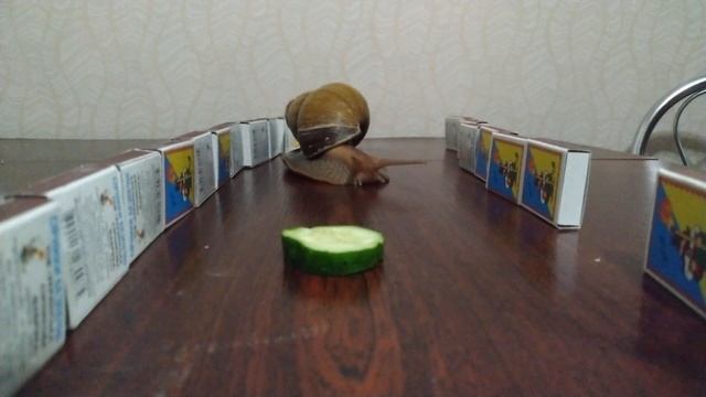 Улитка Ахатина в огне смотреть онлайн