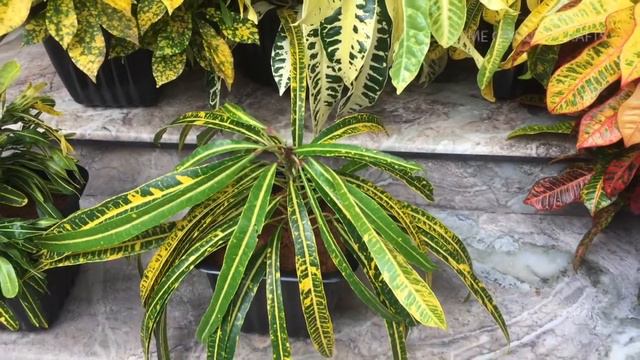 21 VARIETIES OF CROTON PLANT | HOME GARDENING | HOME COOKING CRAFTS смотреть онлайн