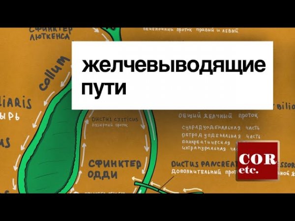 Анатомия желчных путей