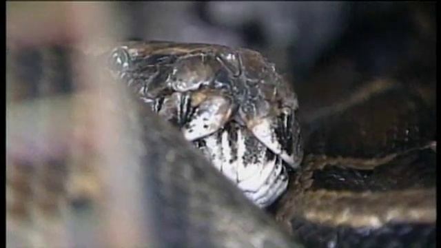 Delila The 20-Foot Python Found In Apopka смотреть онлайн