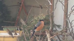 Снегирь. Как поёт снегирь. Содержание диких птиц в вольере, будни.