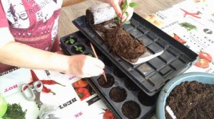 Результат посева семян перца в улитку  Пересадка  из улитки в стаканчики