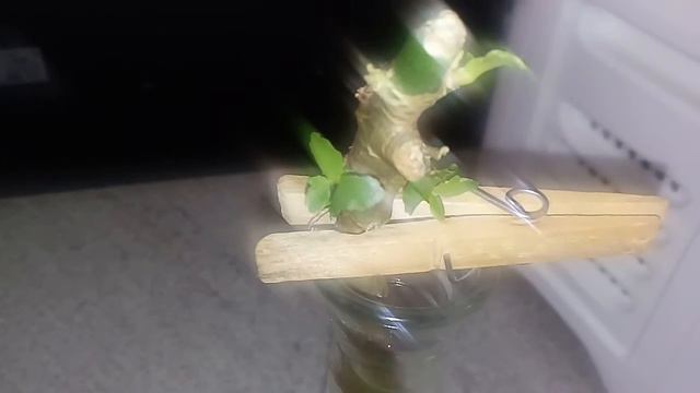 Kalanchoe replantio com uma surpresa no final смотреть онлайн