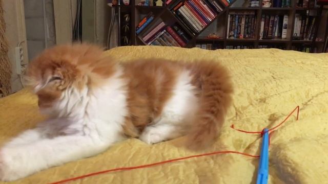 Кот и котенок. Порода хайленд- фолд. смотреть онлайн