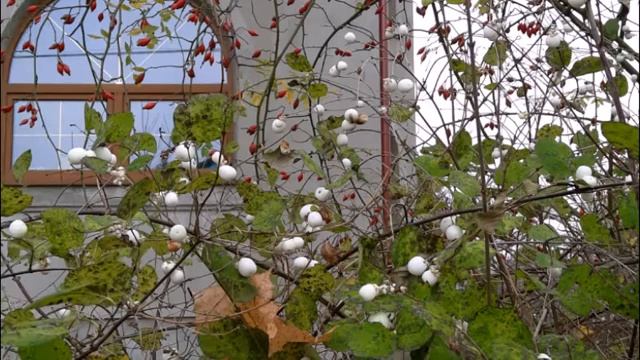 Прогулка по Черняховску смотреть онлайн