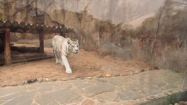 Amur white tiger hunts human / Амурский белый тигр охотится на человека смотреть онлайн
