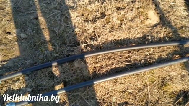 Дождевание на маточнике клубники. Спринклерный полив для рассады. Belklubnika.by.mp4 смотреть онлайн