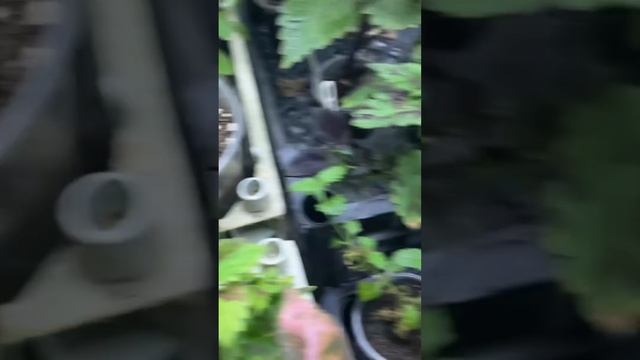 Укоренение ипомеи батат зимой смотреть онлайн