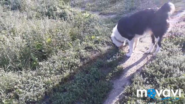 2. Влог: ЕжД./УТРО 17.08.18 г._05:00.../П...ц! Стройка "накрылась"! Чего хотим?/Планы на день. смотреть онлайн