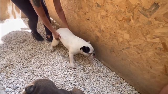 TÜRKİYEDE Bİ İLK DAHA BAYAN KUŞÇU NİSANUR HANIMIN KÜMESLERİ VE İLGİNÇ KÖPEKLERİ