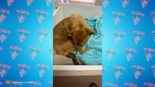 Роды Животных 1 на Миллион, Которые Повезло Снять на Камеру смотреть онлайн