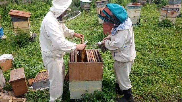 ПЧЁЛЫ ЯРЫЕ МОИ!!! смотреть онлайн