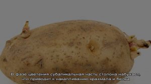 Что такое клубень картофеля: ботаническое описание, развитие и применение