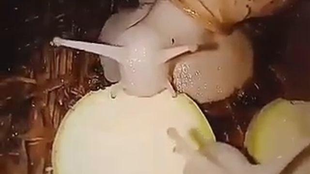 УЛИТКА КУШАЕТ КАБАЧОК SNAIL EAT ZUCCHINI смотреть онлайн