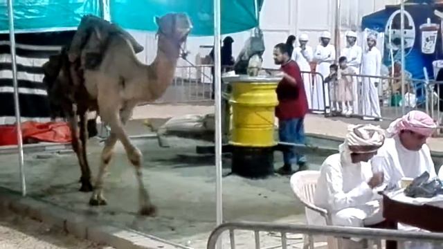Salalah zait oil смотреть онлайн