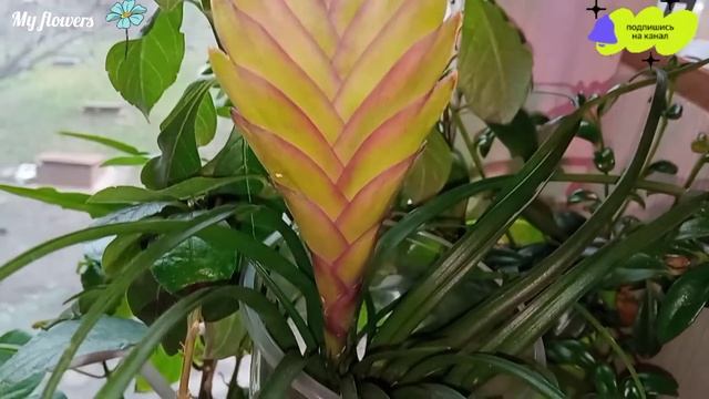 Тилландсия синяя.Уход в домашних условиях. смотреть онлайн