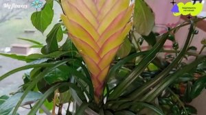 Тилландсия синяя.Уход в домашних условиях.