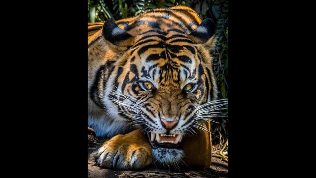 Самый Лучший Символ смотреть онлайн