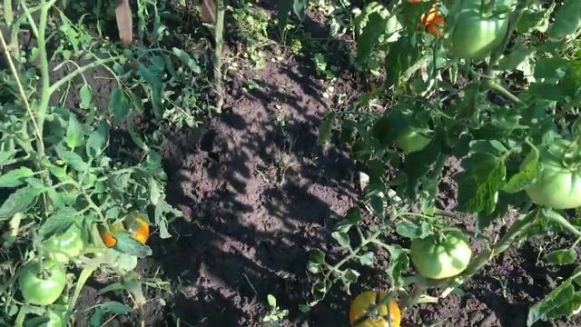 Про мой огород и не только.Урожай томатов на кустах. Начало августа 2022г. Здравствуй фитофтора! смотреть онлайн