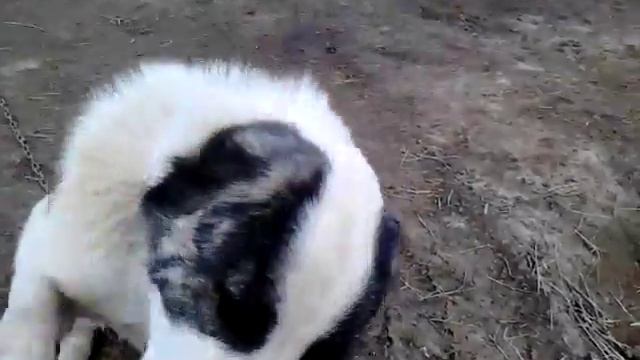 Алабаи 2 месяца смотреть онлайн