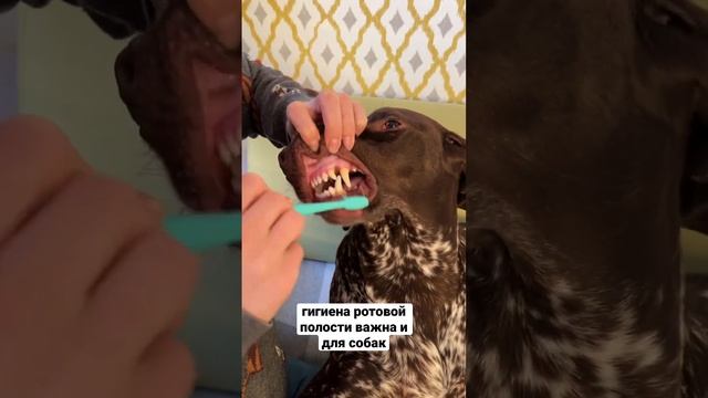 Чистите зубы собаке? Домашняя гигиена ротовой полости у собак также важна как и у людей. смотреть онлайн