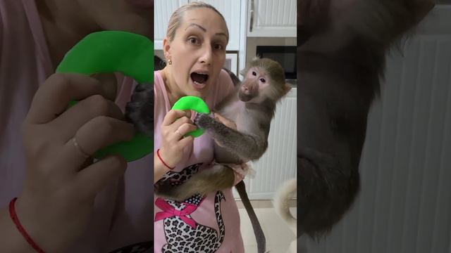 Хорошо живётся нам ! Все мы делим пополам!🤣 смотреть онлайн