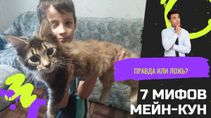 7 мифов о мейнкун, правда или ложь?.mp4