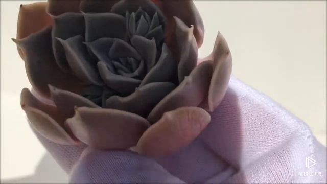 Echeveria Simulans Ascension (Y) смотреть онлайн